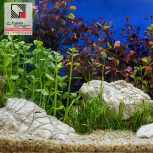 شن سیلیس برای اکواریوم (اهمیت استفاده از شن سیلیس آکواریوم)