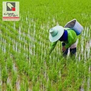سیلیس برای برنج