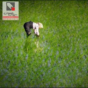 کاربرد کربن فعال در کشاورزی