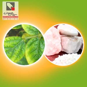 معرفی انواع گیاهان دارای سیلیس