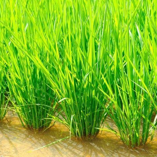اهداف استفاده از کود سیلیس در برنج