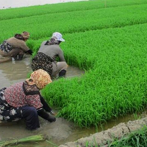 کاربرد کود سیلیس در برنج