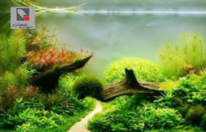 شن سیلیس برای اکواریوم